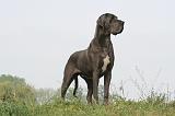 DOGUE ALLEMAND 445
